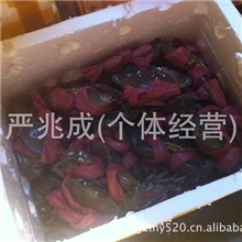（价格优惠）长期大量供应越南大个肉蟹