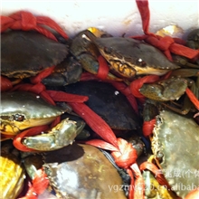 长期大量供应越南一级无草小肉蟹质优