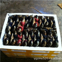 大量供应各种规格的越南二级奄仔