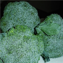 供应2013年有机西兰花农家绿色生态新鲜蔬菜