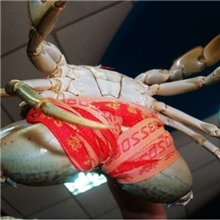 三门青蟹/大红膏蟹/海鲜/活特产/海蟹/自养自销