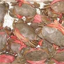 海鲜活三门青蟹大公螃蟹肉蟹产地直销特价特产水产