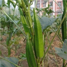 新品上市新鲜有机蔬菜补肾黄秋葵瘦身减肥常年供货