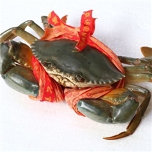 供应海产品台州三门特产三门青蟹1公1母共1.5斤