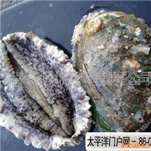 批发供应小鲍鱼