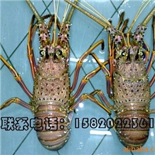 供应龙虾-美国红龙