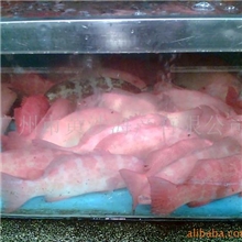 供应（澳洲龙虾）东星斑