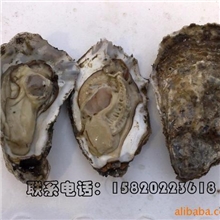 供应加拿大生蚝，法国生蚝，美国生蚝