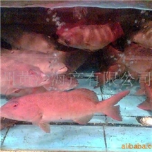 供应澳洲东星斑