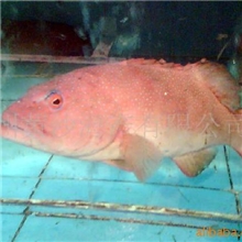 批发供应东星斑鱼-大东