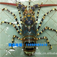 供应澳洲大花龙虾