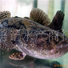 批发供应笋壳鱼\本地泰国黄鱼