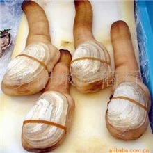 供应象拔蚌\加拿大象拔蚌、