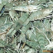 批发供应海产品\虾产品、