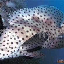 供应水产品\海产品、水产品