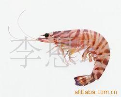 供应海虾、明虾、花虾、基围虾、
