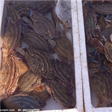 批发海鲜、螃蟹、梭子蟹、兰花蟹、红花蟹、青蟹、膏蟹