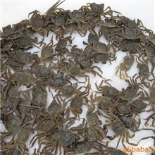 供应野生大闸蟹苗黄河口虾酱