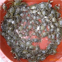 我处大量批发野生大闸蟹