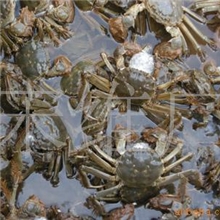 供应厂家直销优质蟹苗