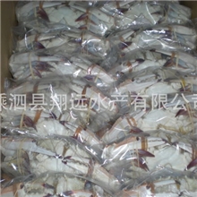 专业供应冰冻梭子蟹舟山海鲜特产梭子蟹系列