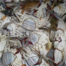 养殖供应红膏梭子蟹舟山海鲜特产批发冷冻梭子蟹