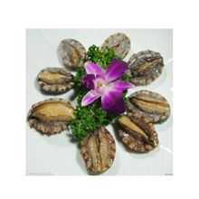 供应优质鲍鱼肉冷冻鲍鱼鲍鱼批发真空包装鲍鱼肉