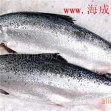 挪威新鲜三文鱼约15斤/条整条出售只需38元/斤