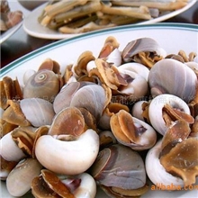 鲜活野生香螺酒席喜庆必备