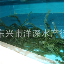 海葡萄海藻海鲜食品装饰寿司刺身