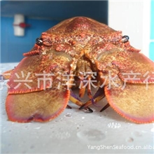 红琵琶虾红琵琶红琶野生深海龙虾