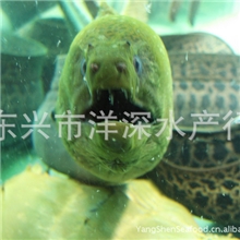 鳗鱼鱼海鲜野生深海