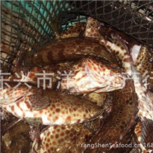 石斑鱼青斑龙胆石斑黑斑芝麻斑老虎斑黄肚斑金钱斑鱼