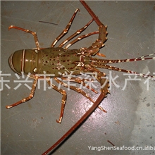 龙虾杉龙海鲜