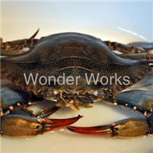 专供应野生【美国兰花蟹】，马里兰州蓝蟹/冰冻蟹/有限货供应。