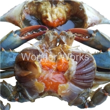 【大量批发美国蓝蟹】/兰花蟹/花蟹/优质海鲜/冰冻蟹/螃蟹/