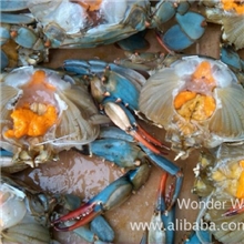 供应野生美国螃蟹/蓝花蟹/兰蟹/冷冻螃蟹/野生螃蟹/有现货！