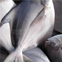 供应北海特产鲳鱼黑、白鲳鱼批发天然北部湾海产品