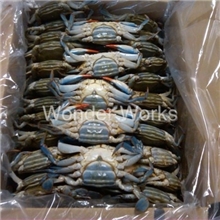 【厂家直销马里兰州兰花蟹】/野生蓝蟹/进口冷冻蓝蟹/有限货！