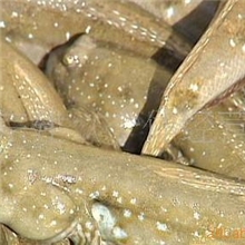 供应北海特产跳跳鱼弹涂鱼批发天然北部湾海产品越南