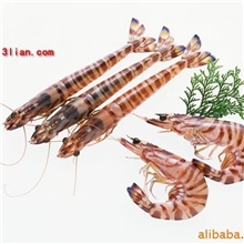 供应九节虾，鬼虾，特大花虾北海特产天然北部湾海产品