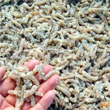 供应沙虫苗方星格虫北海特产海产品天然北部湾海产越南