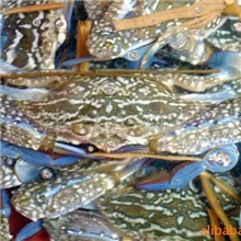 供应北海特产白蟹、花蟹天然野生北部湾海产品批发销售