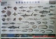 世界鱼类原色大挂图世界海洋水产图最全的鱼类大挂图