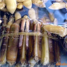 供应蛏子螺、毛蛏特产海产品天然北部湾海产品
