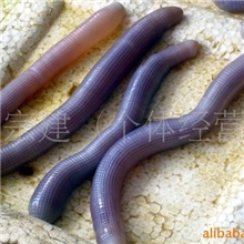 批发供应活沙虫方星格虫北海特产天然北部湾海产品