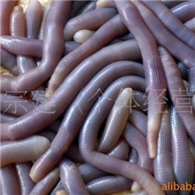 供应活沙虫方星格虫北海特产批发天然北部湾海产品