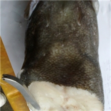 鄂霍克次海域，野生深海狭鳕鱼