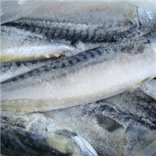 大量供应青占鱼