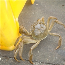 特价优质阳澄湖大闸蟹火热促销中